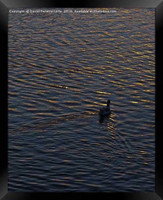 Lonely Duck Swimming at Lake at Sunset Time Framed Print by Daniel Ferreira-Leite
