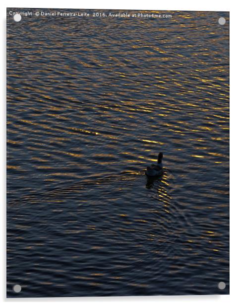 Lonely Duck Swimming at Lake at Sunset Time Acrylic by Daniel Ferreira-Leite