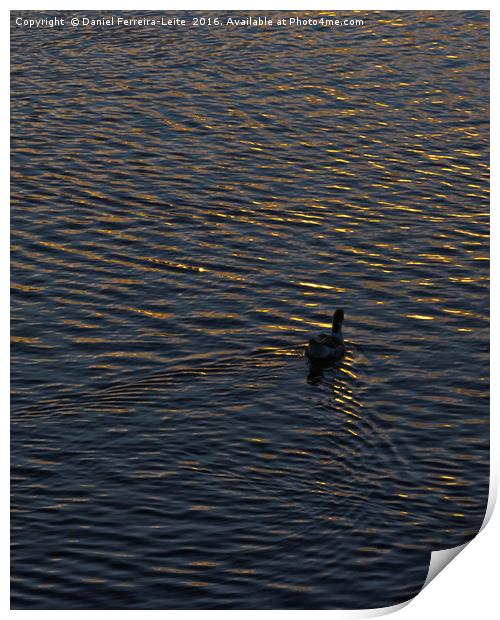 Lonely Duck Swimming at Lake at Sunset Time Print by Daniel Ferreira-Leite