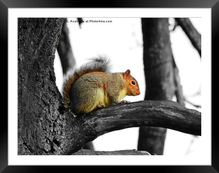 Grey Squirrerl Framed Mounted Print by Derrick Fox Lomax