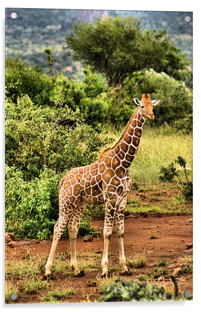 Baby Giraffe Acrylic by John Russell