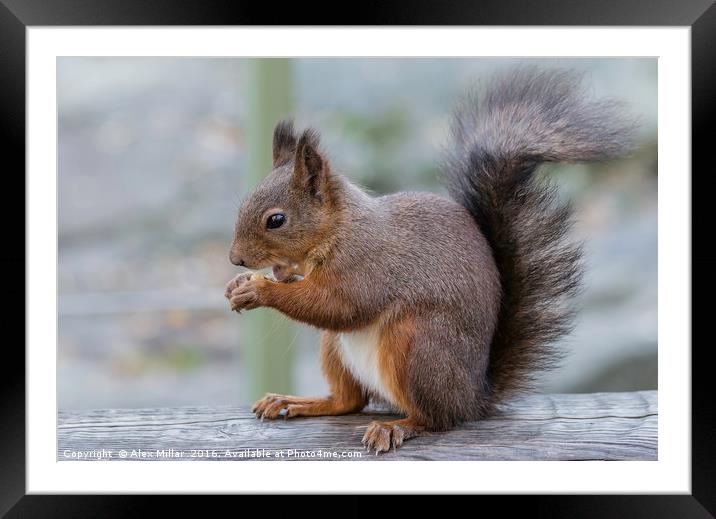 Red Squirrel Framed Mounted Print by Alex Millar