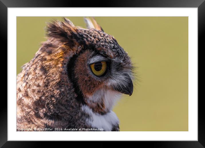 European Eagle Owl Framed Mounted Print by Alex Millar
