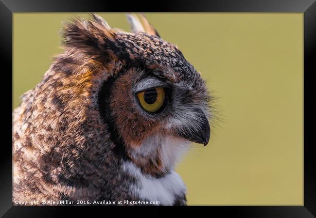 European Eagle Owl Framed Print by Alex Millar