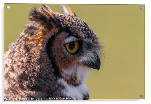 European Eagle Owl Acrylic by Alex Millar