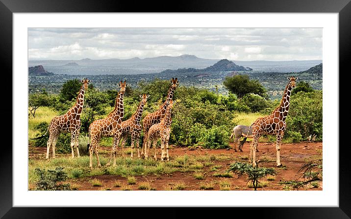 The Giraffe Stare Framed Mounted Print by John Russell
