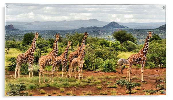 The Giraffe Stare Acrylic by John Russell