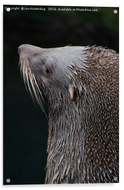 Wet Fur Seal Acrylic by rawshutterbug 