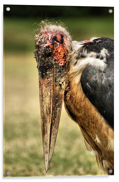 Marabou Stork Acrylic by John Russell