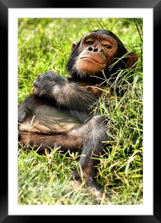 Happy Chimp Framed Mounted Print by John Russell