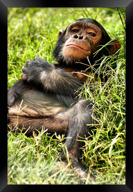 Happy Chimp Framed Print by John Russell