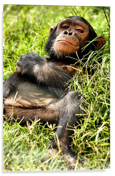 Happy Chimp Acrylic by John Russell