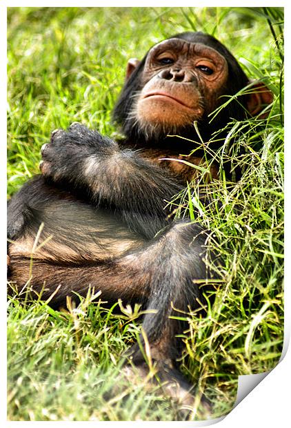 Happy Chimp Print by John Russell