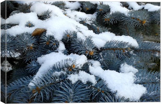 snow on branches Canvas Print by Marinela Feier