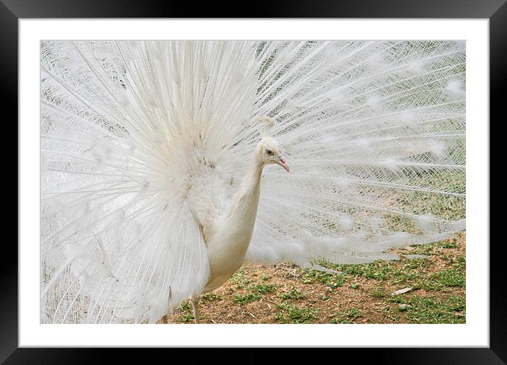 White Peacock Framed Mounted Print by Douglas Kerr