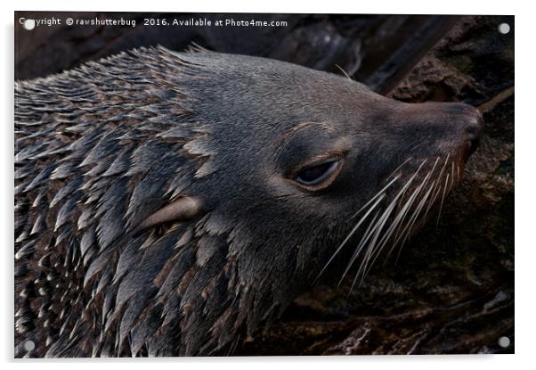 Close-Up Fur Seal Acrylic by rawshutterbug 