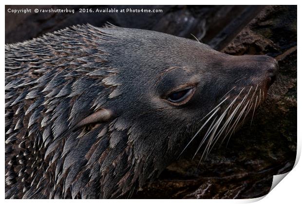 Close-Up Fur Seal Print by rawshutterbug 