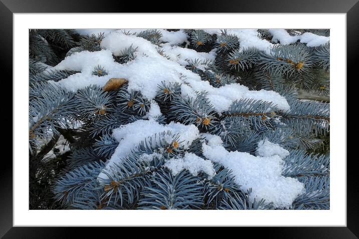 the snow on branches Framed Mounted Print by Marinela Feier