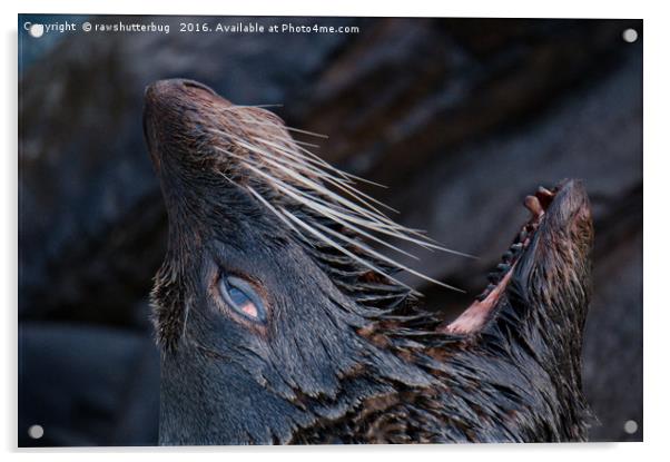 Yawning Fur Seal Acrylic by rawshutterbug 