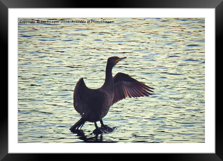 Cormorant Bird Framed Mounted Print by Derrick Fox Lomax