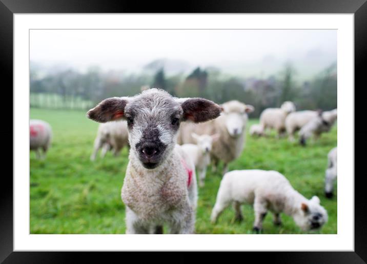Spring lamb  Framed Mounted Print by Shaun Jacobs
