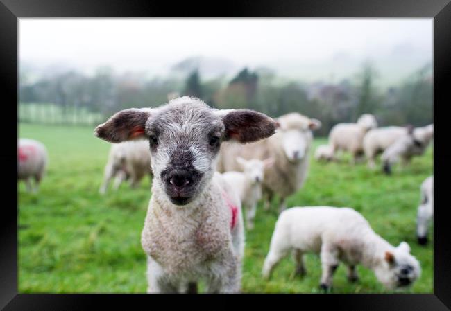 Spring lamb  Framed Print by Shaun Jacobs