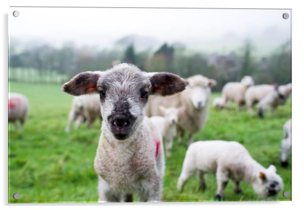 Spring lamb  Acrylic by Shaun Jacobs
