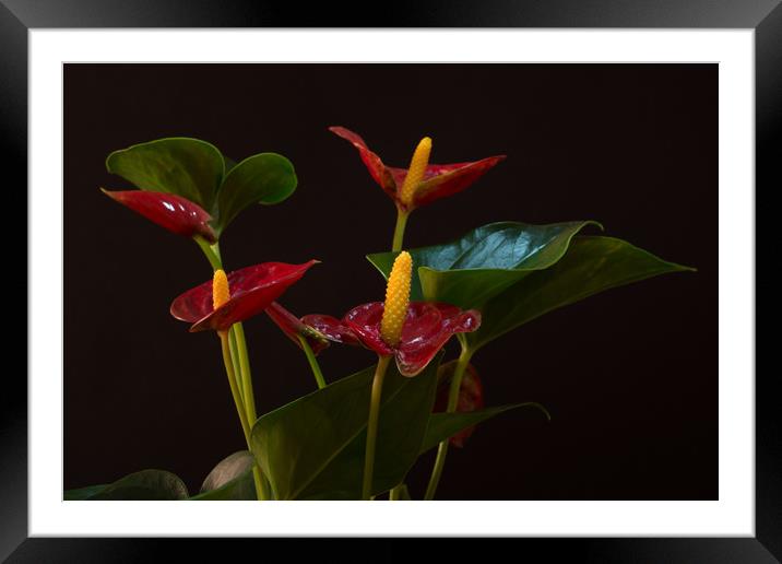 Flamingo Flowers Framed Mounted Print by Steve Purnell