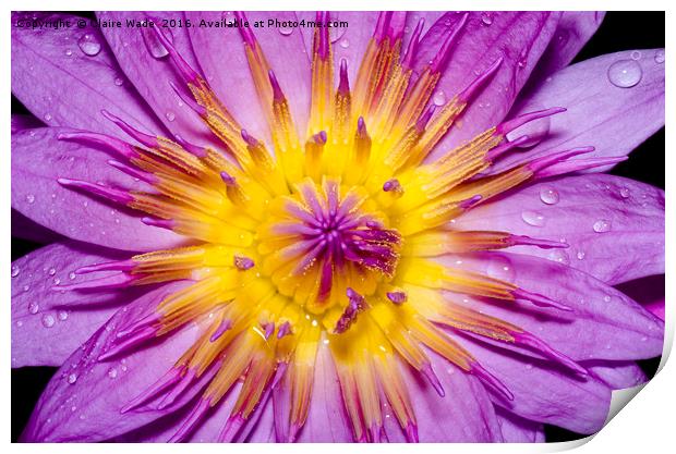 Lotus Flower with rain drops Print by Claire Wade