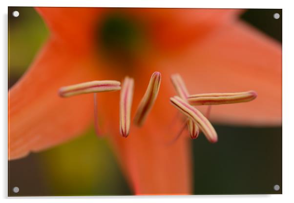 Lily flower closeup Acrylic by NITYANANDA MUKHERJEE
