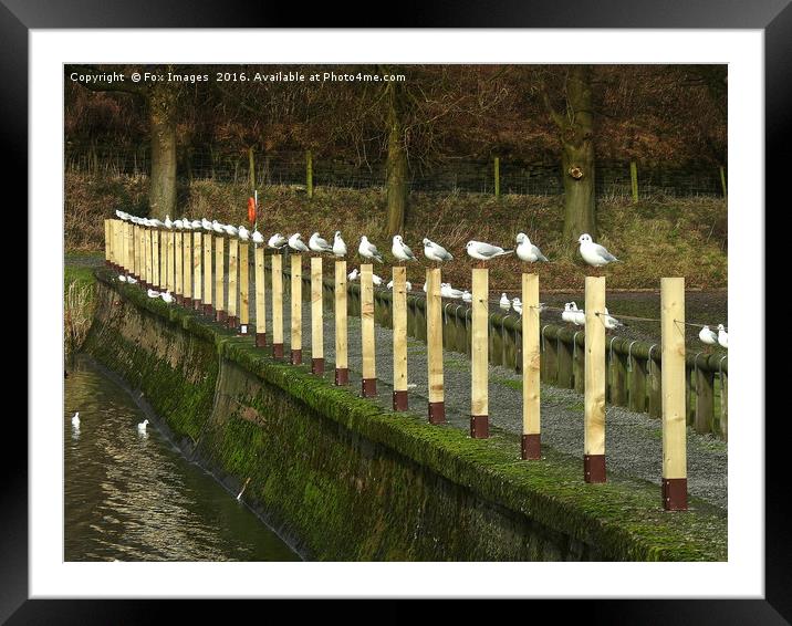 seagulls on the lake Framed Mounted Print by Derrick Fox Lomax