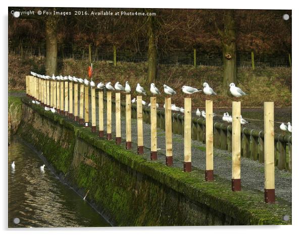 seagulls on the lake Acrylic by Derrick Fox Lomax