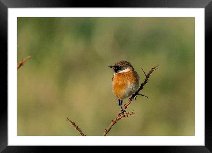 Male stonechat bird  Framed Mounted Print by Pete Watson
