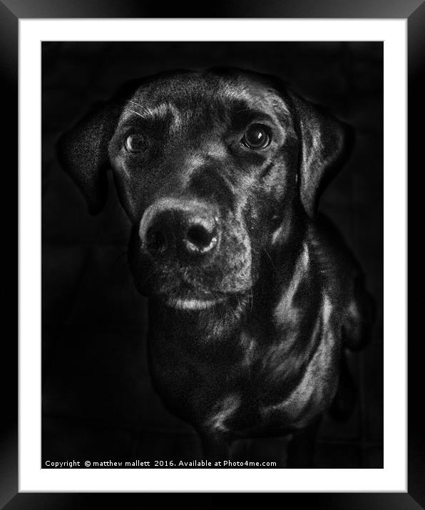 Labrador in Black and White Framed Mounted Print by matthew  mallett