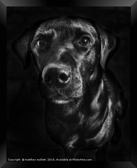 Labrador in Black and White Framed Print by matthew  mallett