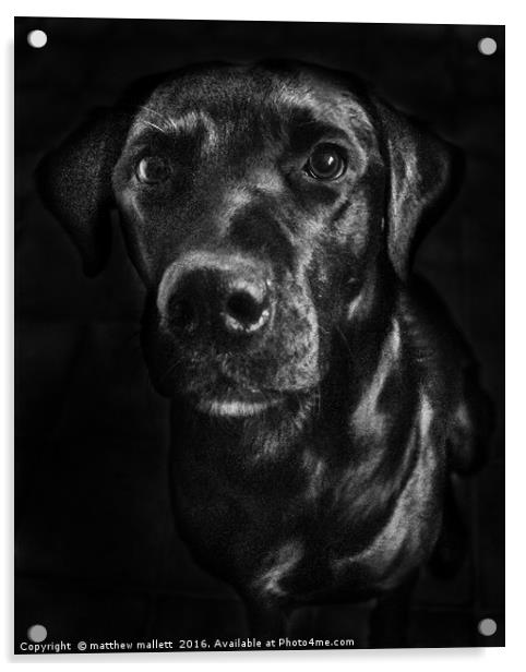 Labrador in Black and White Acrylic by matthew  mallett