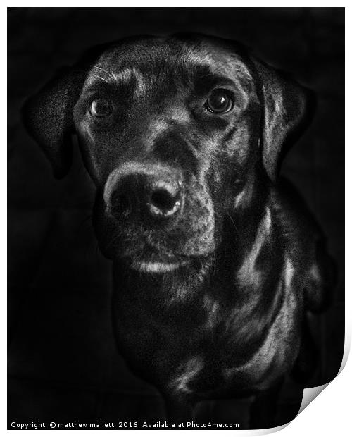 Labrador in Black and White Print by matthew  mallett