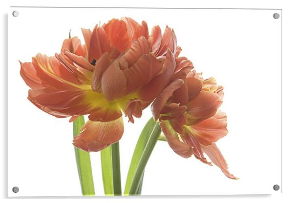 Tulips Acrylic by Ann Garrett