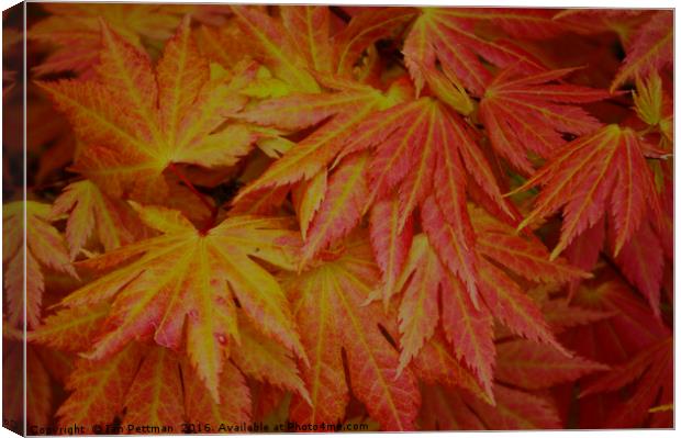 Japanese Maple Leaves Canvas Print by Ian Pettman