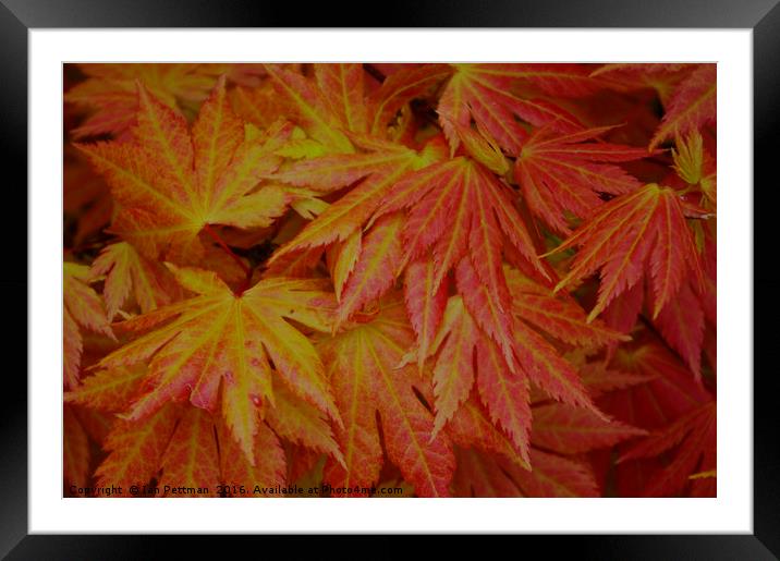 Japanese Maple Leaves Framed Mounted Print by Ian Pettman