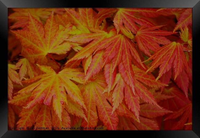 Japanese Maple Leaves Framed Print by Ian Pettman