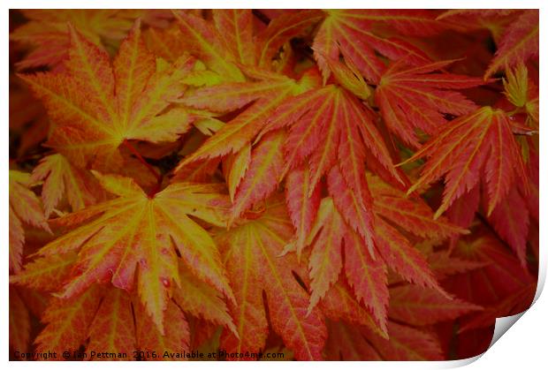 Japanese Maple Leaves Print by Ian Pettman