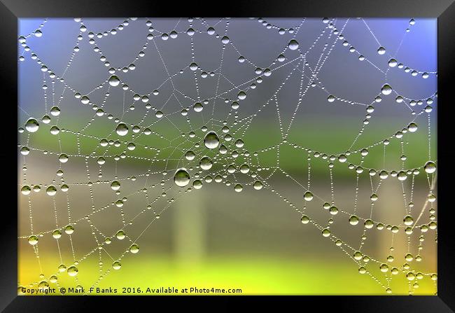 Dew On Spider Web [colour enhanced ] Framed Print by Mark  F Banks