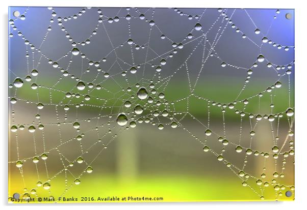 Dew On Spider Web [colour enhanced ] Acrylic by Mark  F Banks
