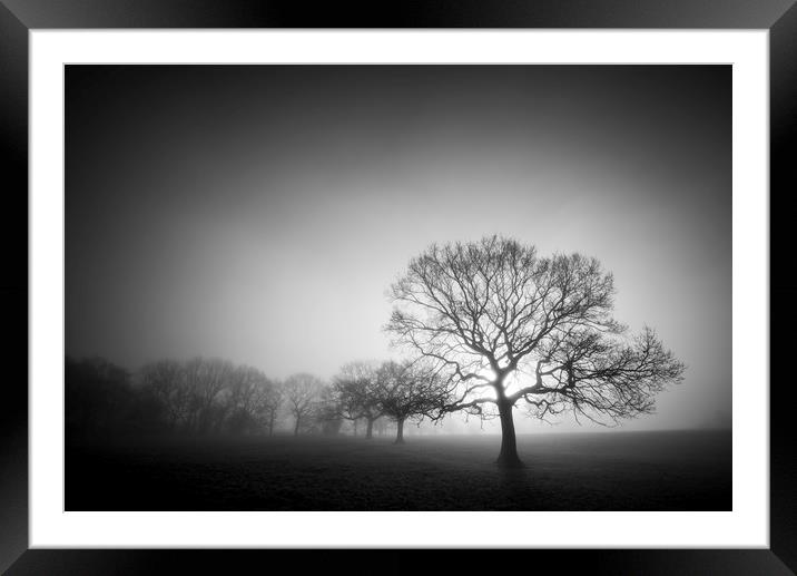 English Oaks in morning mist Framed Mounted Print by Andrew Kearton