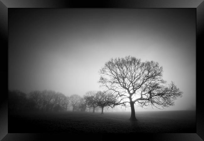 English Oaks in morning mist Framed Print by Andrew Kearton