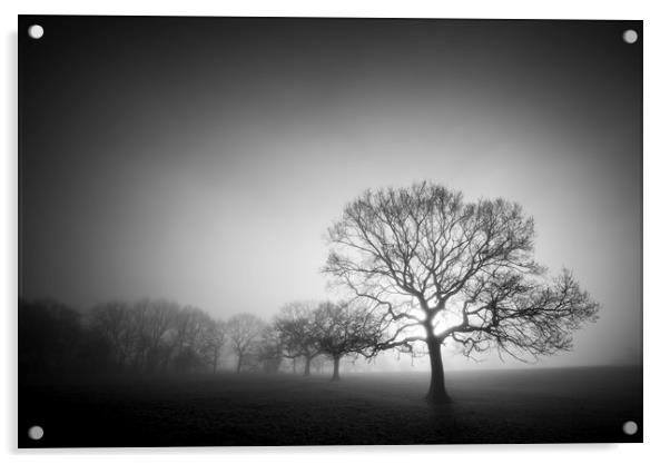English Oaks in morning mist Acrylic by Andrew Kearton