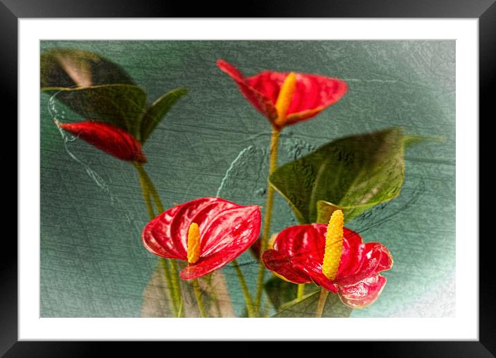 Flamingo Flowers 2 Framed Mounted Print by Steve Purnell