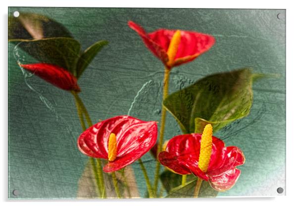 Flamingo Flowers 2 Acrylic by Steve Purnell