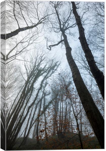 Reaching up Canvas Print by Andrew Kearton